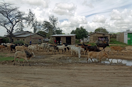 Kenia (477)